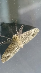 Pseudocoremia indistincta