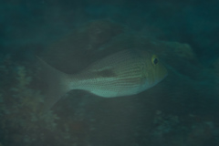 Lethrinus semicinctus