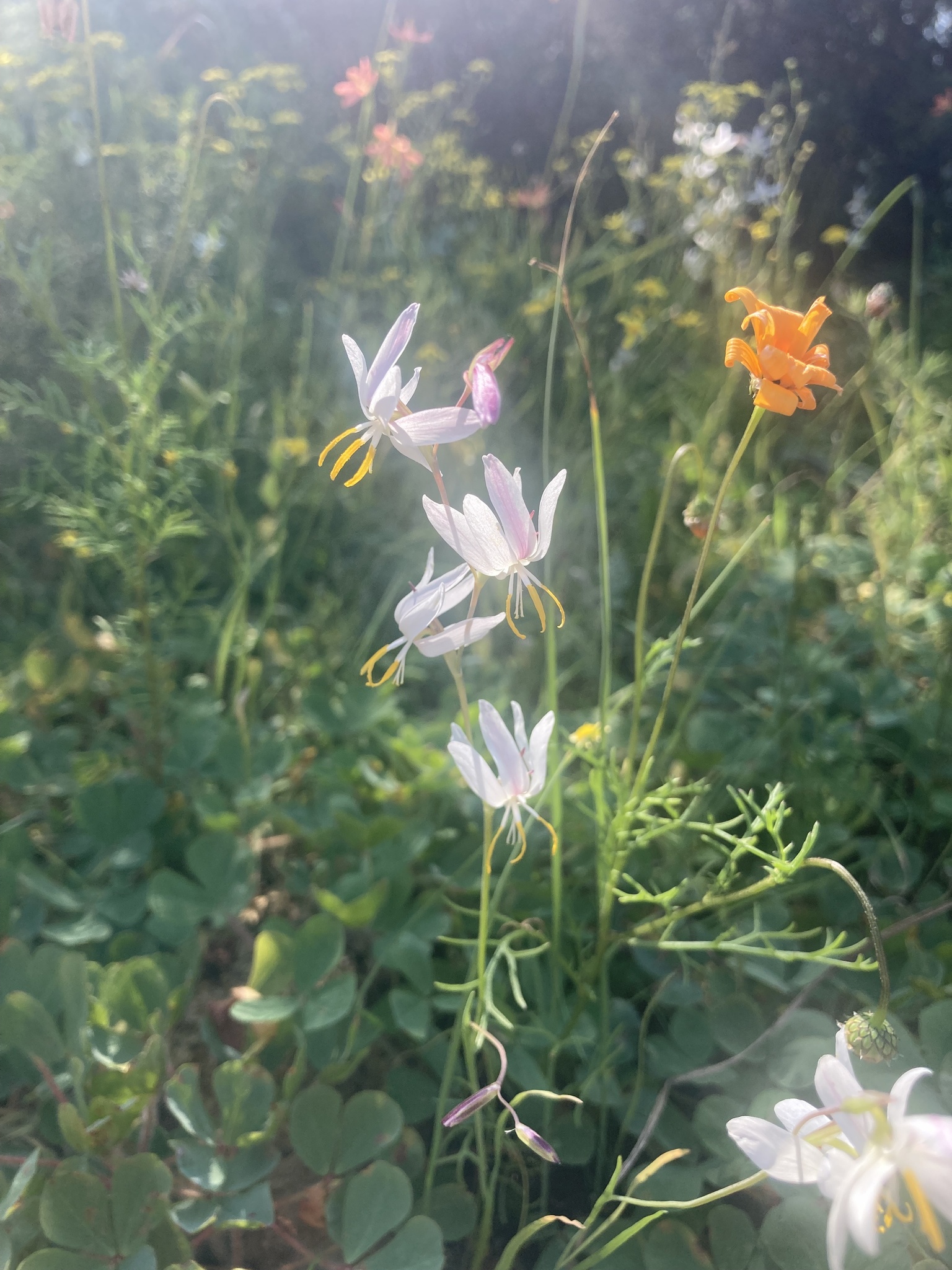 Renoster Eveninglily (Hesperantha bachmannii)