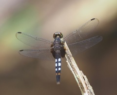 Erythrodiplax unimaculata