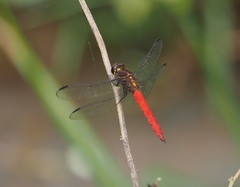 Orthemis biolleyi
