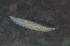 Anampses neoguinaicus