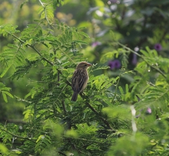 Ploceus manyar
