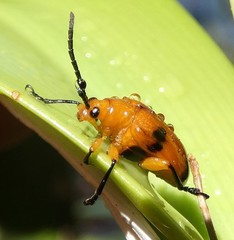 Stethopachys formosa