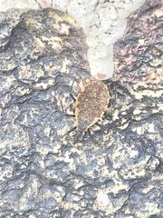 Triatoma