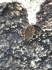 Triatoma