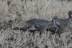 Meleagris gallopavo merriami