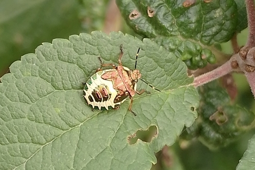 Bronze Shield Bug photo 4