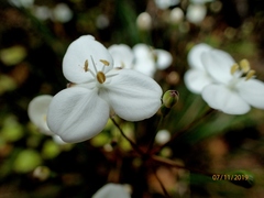 Libertia mooreae