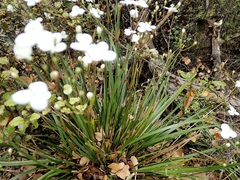 Libertia mooreae