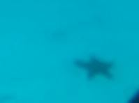 Pentaceraster cumingi