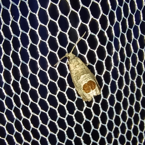 Bramble Shoot Moth, 9451 AA Rolde, Netherlands, photo 9 of 10