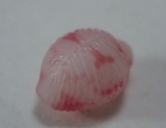 Purpurcapsula exigua