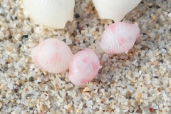 Purpurcapsula exigua