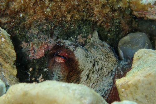 Octopus