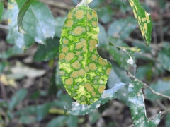 Cephaleuros lagerheimii