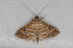 Ommatospila narcaeusalis