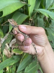Calotes versicolor