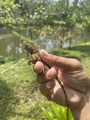 Calotes versicolor