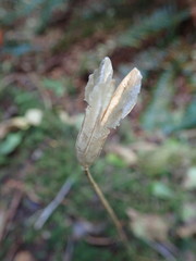 Erythronium revolutum