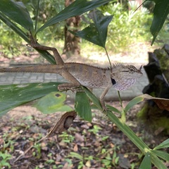 Calotes emma