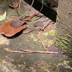 Eutropis multifasciata