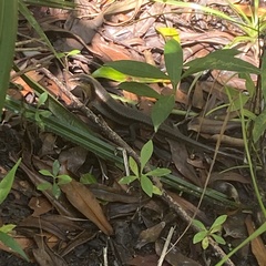 Eutropis multifasciata