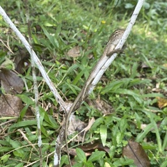 Calotes versicolor