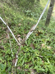 Calotes versicolor