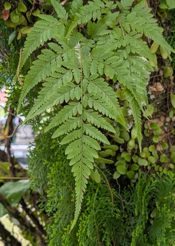Davallia denticulata, photograph 3