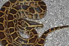 Python bivittatus image