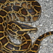 Burmese Python - Photo (c) Wayne Fidler, some rights reserved (CC BY-NC), uploaded by Wayne Fidler