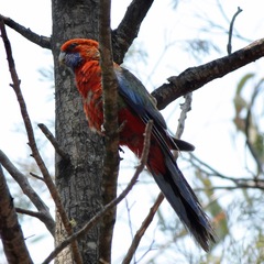 Platycercus elegans elegans