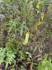 Nepenthes mirabilis