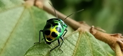 Chrysocoris dilaticollis