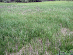Carex sartwellii