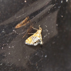 Nymphicula