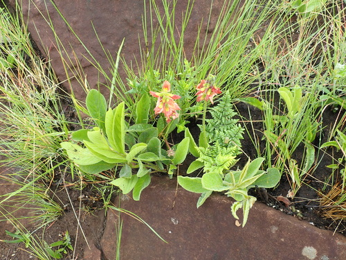Image of Eriosema distinctum by no rights reserved