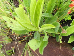 Eriosema distinctum