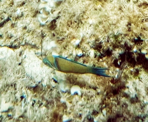 Thalassoma pavo