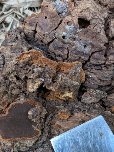 Phylloporia pectinata