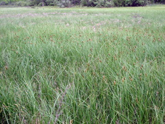 Carex sartwellii