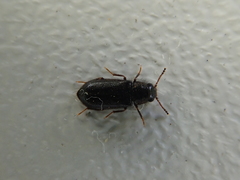 Acanthocnemus nigricans