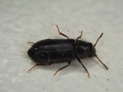 Acanthocnemus nigricans