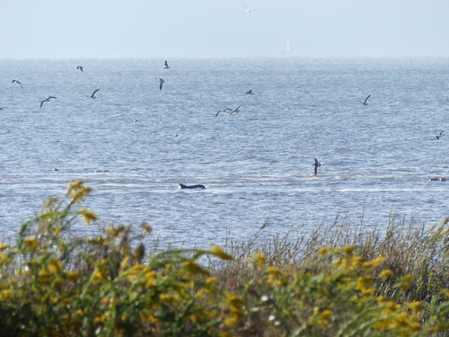 Common Bottlenose Dolphin photographed in Louisiana