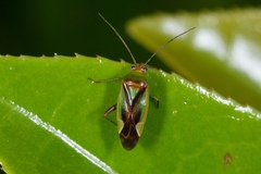 Tuicoris