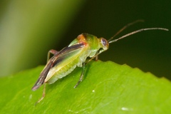 Tuicoris