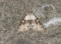 Lymantriinae