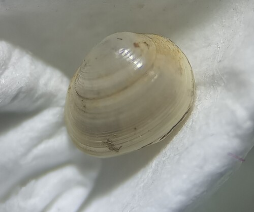 Pisidium milium observed 2025-08-31