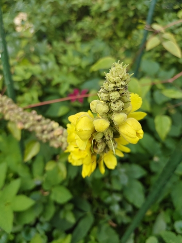 Наблюдение на iNaturalist